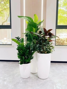 租盆景选宁波北仑，优质服务超靠谱！